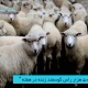 واردات 50 هزار رأس گوسفند زنده
