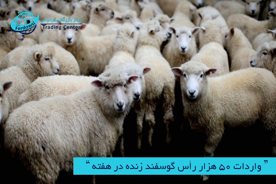 مرکز بازرگانی فردوسی-ferdowsi trading center-واردات 50 هزار رأس گوسفند زنده