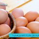 مرکز بازرگانی فردوسی-ferdowsi trading center-آیا شما هم به دنبال صادرات تخم مرغ هستید؟