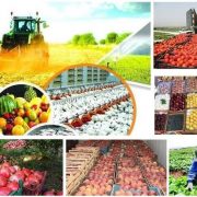 مرکز بازرگانی فردوسی-ferdowsi trading center-بررسی صادرات سیب و پرتقال، واردات موز و آناناس