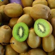 صادرات میوه کیوی گیلان
