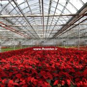 صادرات گل و گیاه ایرانی